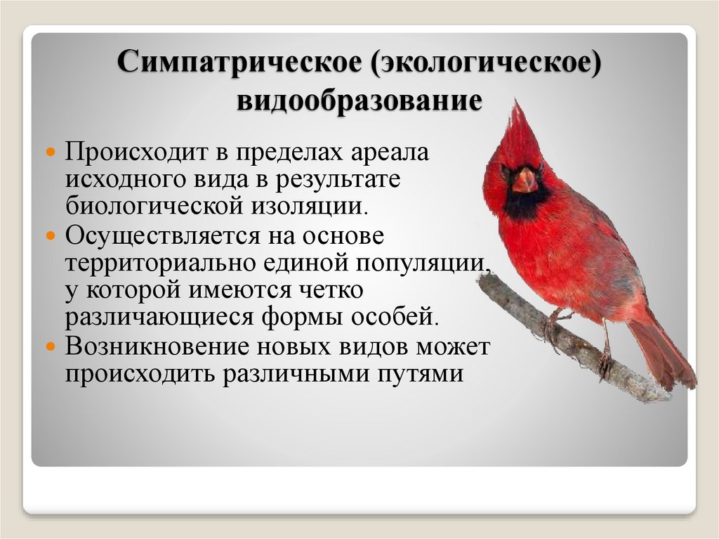 Исходный вид это. Симпатрическое (экологическое) видообразование. Симпатрическое видообразование. Перипатрическое видообразование.