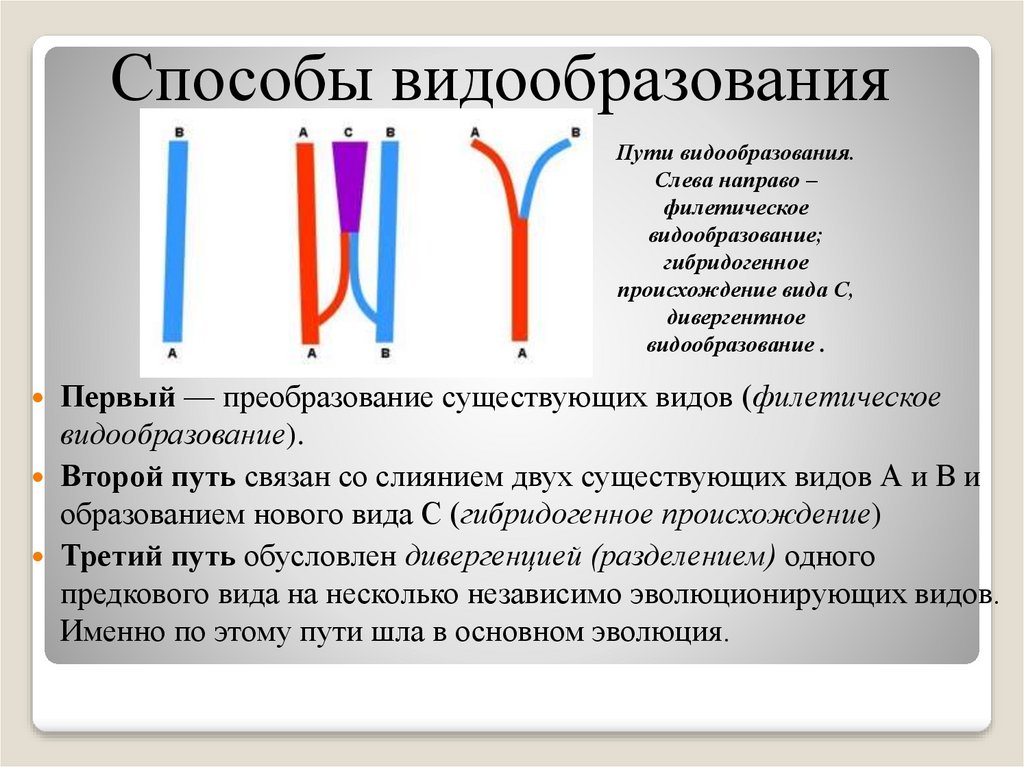 Форма видо. Пути видообразования биология 11 класс таблица. Способы видообразования. Способы видообразования биология 11 класс. Три основные способа видообразования.