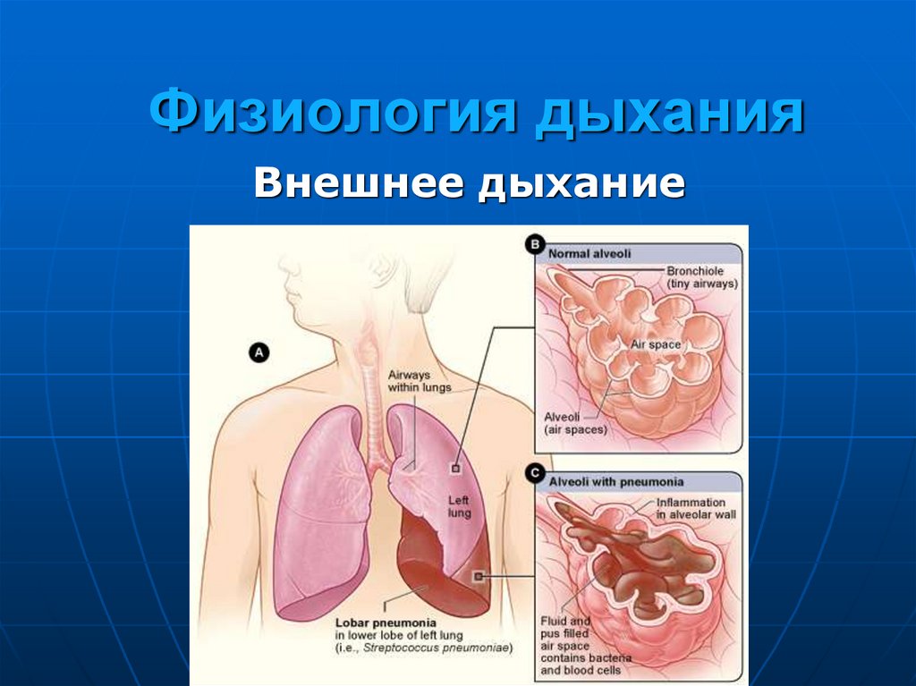 Внешнее дыхание презентация