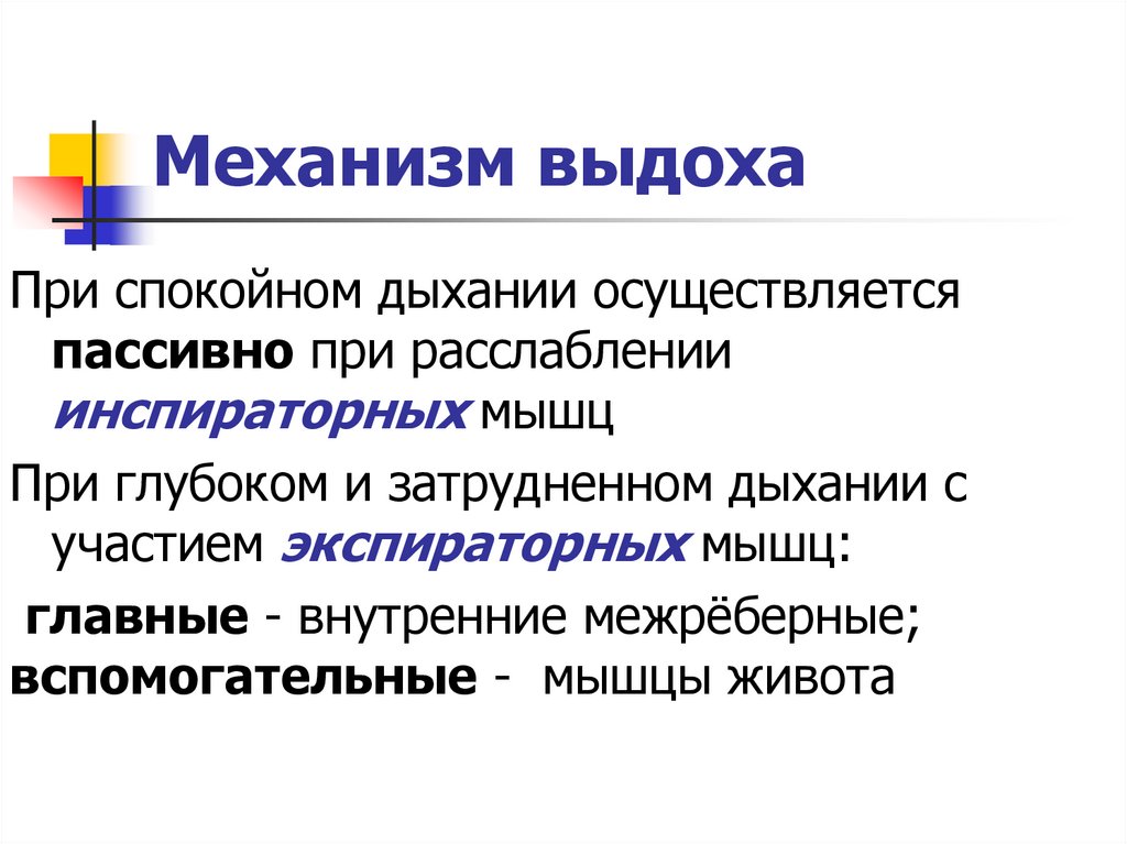 Механизм выдоха