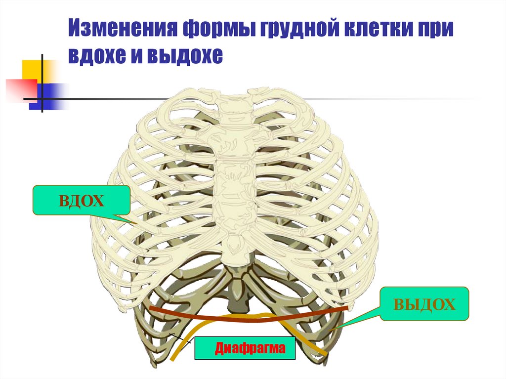 Определение экскурсии грудной клетки