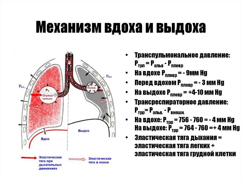 Механизм вдоха и выдоха презентация