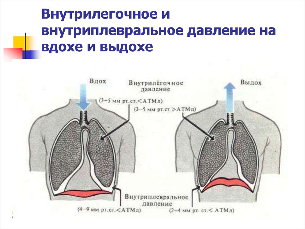 Схема вдоха и выдоха