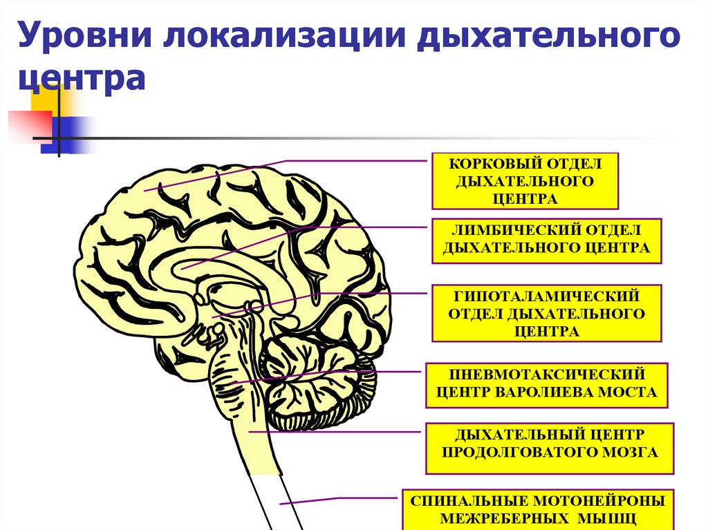 Дыхательный центр отдел мозга. Структура и локализация дыхательного центра. Локализация дыхательного центра. Место локализации дыхательного центра.