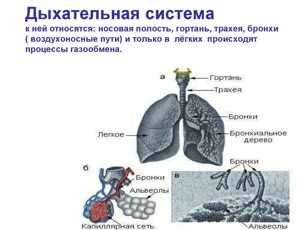 Носовая полость гортань трахея бронхи