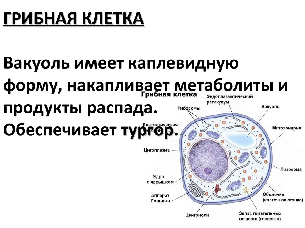 Презентация грибная клетка