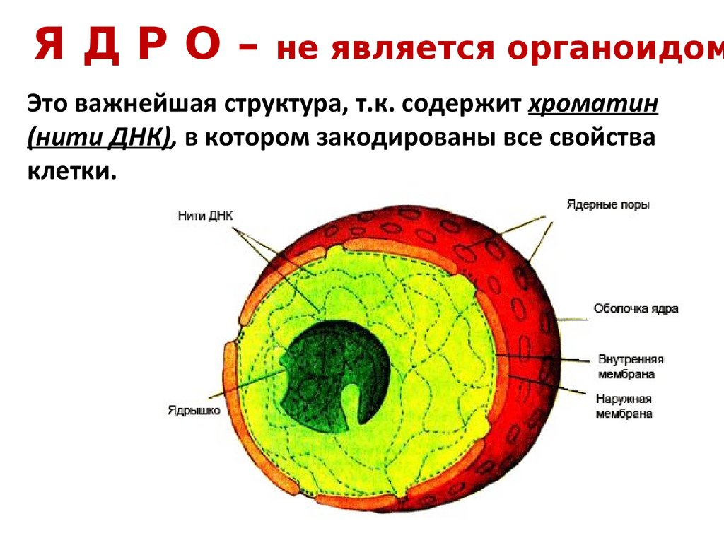 Строение ядра клетки