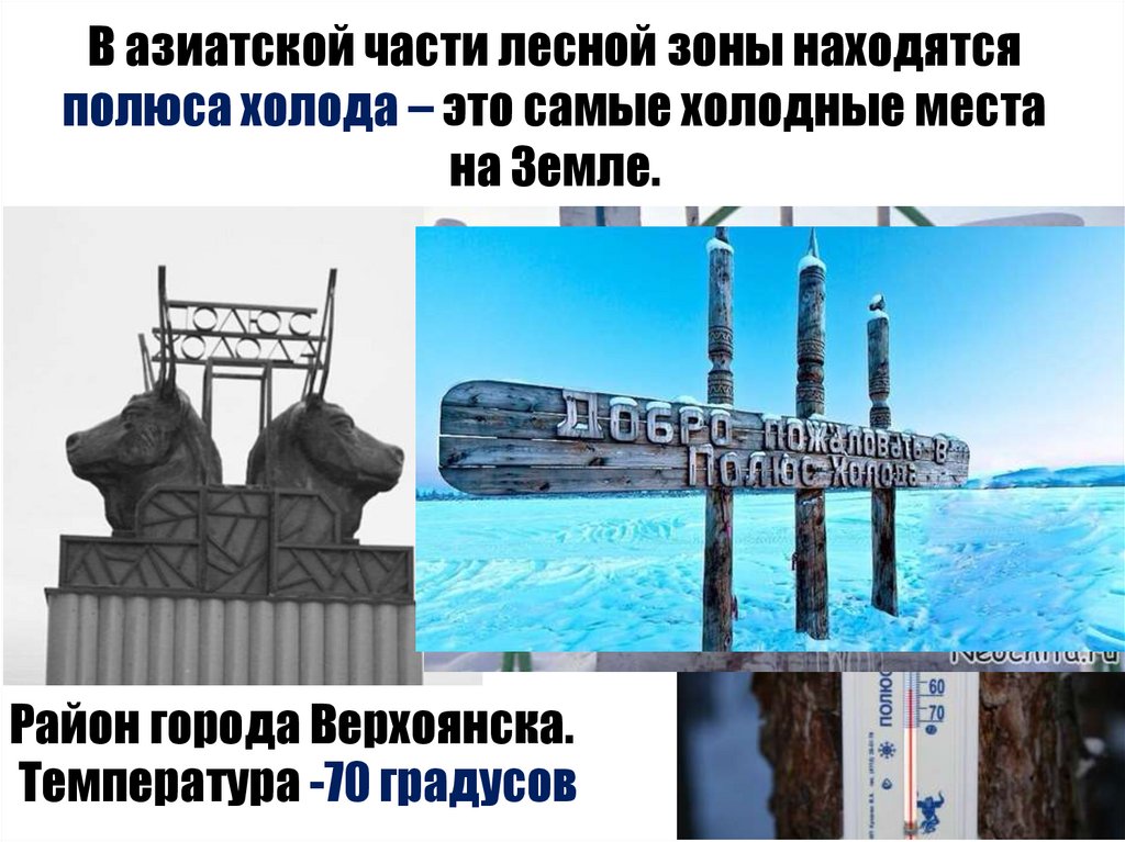 В азиатской части лесной зоны находятся полюса холода – это самые холодные места на Земле.
