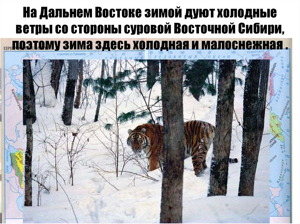 На Дальнем Востоке зимой дуют холодные ветры со стороны суровой Восточной Сибири, поэтому зима здесь холодная и малоснежная .