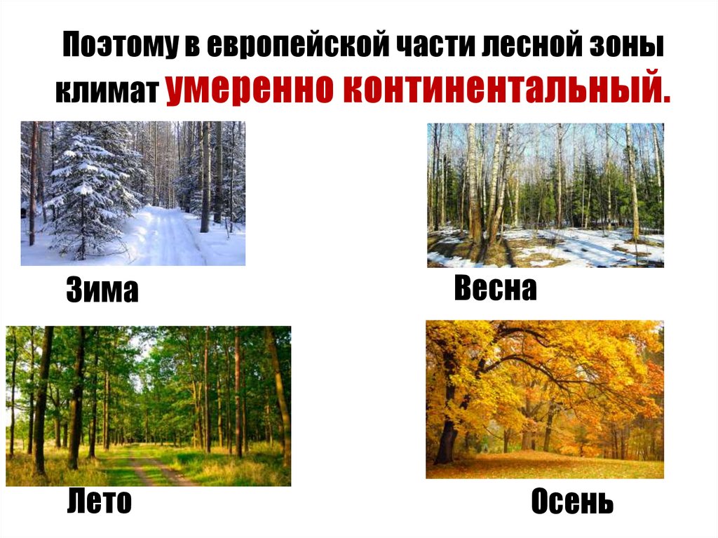 Какое лето в зоне лесов. Климат Лесной зоны. Климат Лесной зоны для детей. Климат Лесной зоны России. Зима и лето Лесной зоны России.