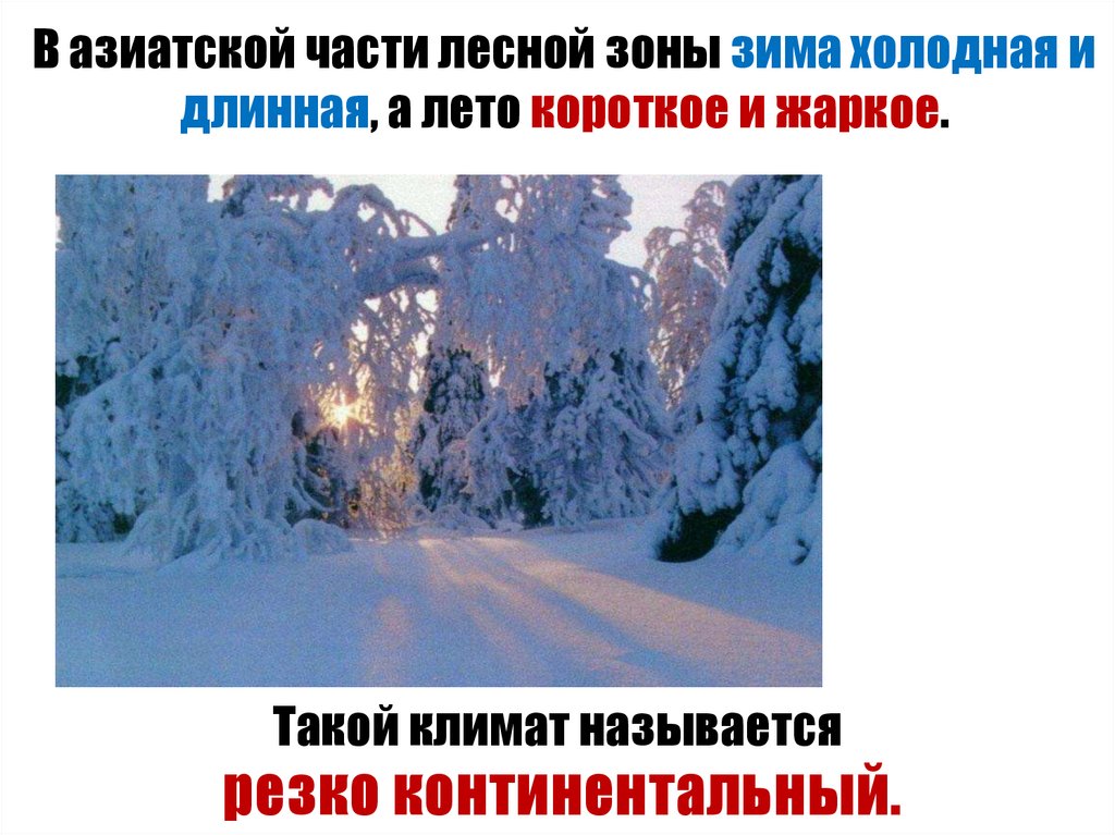 В азиатской части лесной зоны зима холодная и длинная, а лето короткое и жаркое.