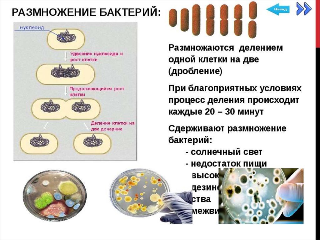 Бактерии. Размножение бактерий - презентация онлайн