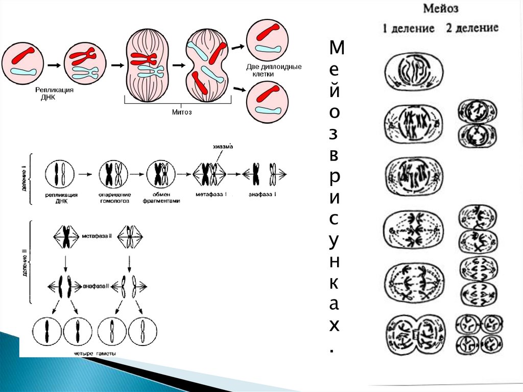 Второе деление мейоза процессы. Амитоз фазы деления клетки. Мейоз 2 таблица. Схема митоза и мейоза. Схема мейоза 10 класс.
