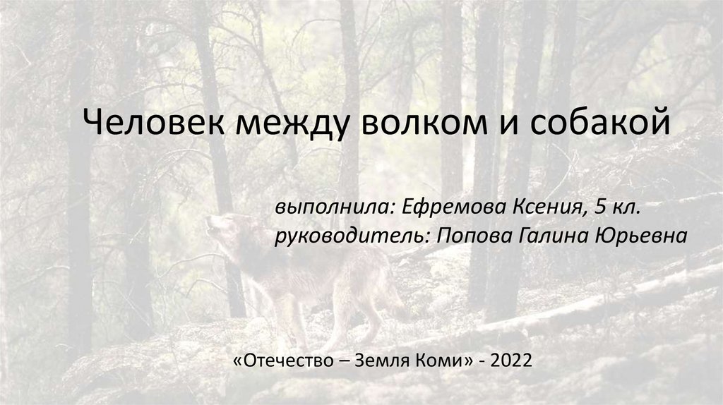 Человек между волком и собакой - презентация онлайн