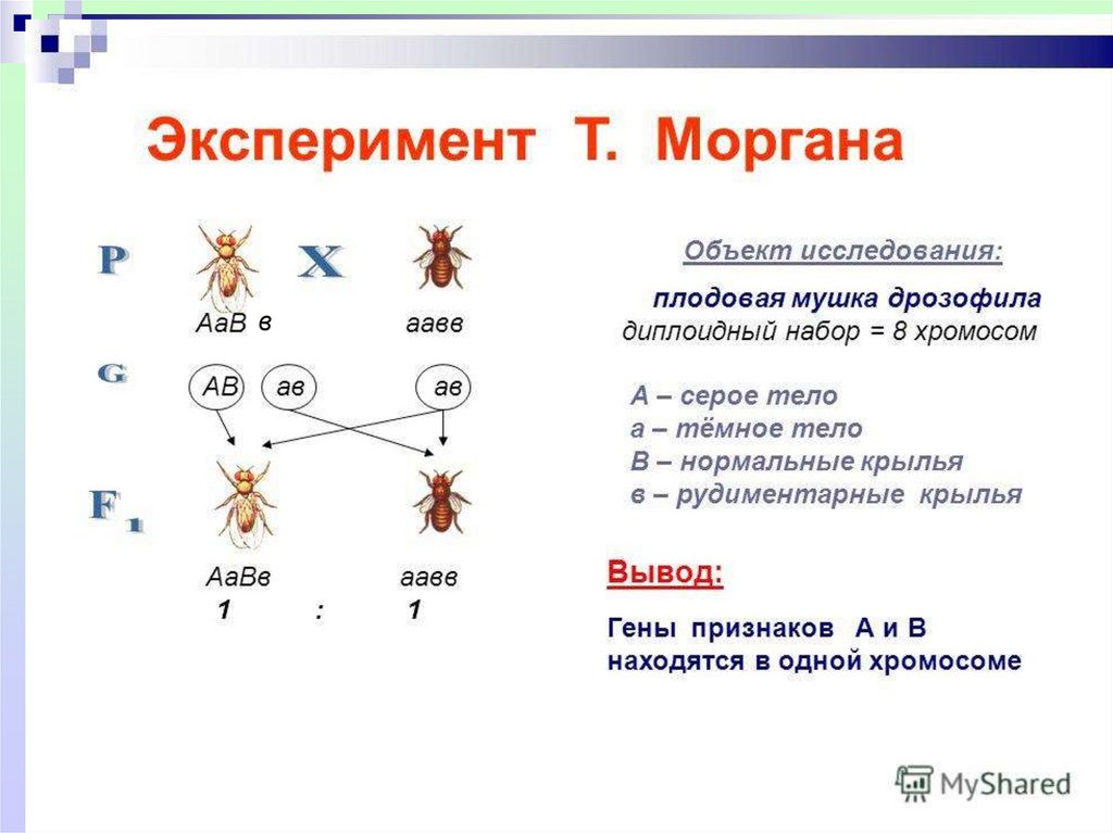 Серое тело нормальные крылья. Набор хромосом дрозофилы. Генетика пола дрозофилы. Какой набор хромосом у дрозофилы. Набор генов у дрозофилы.