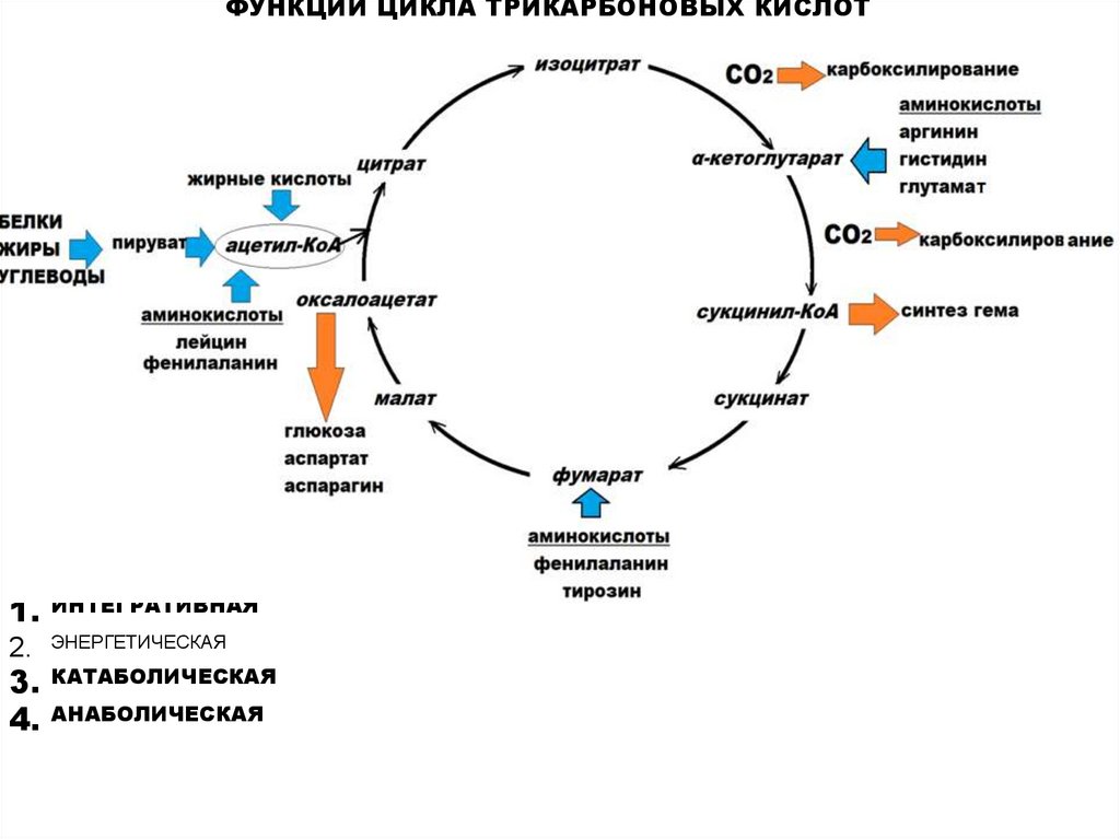 Л тирозин 500