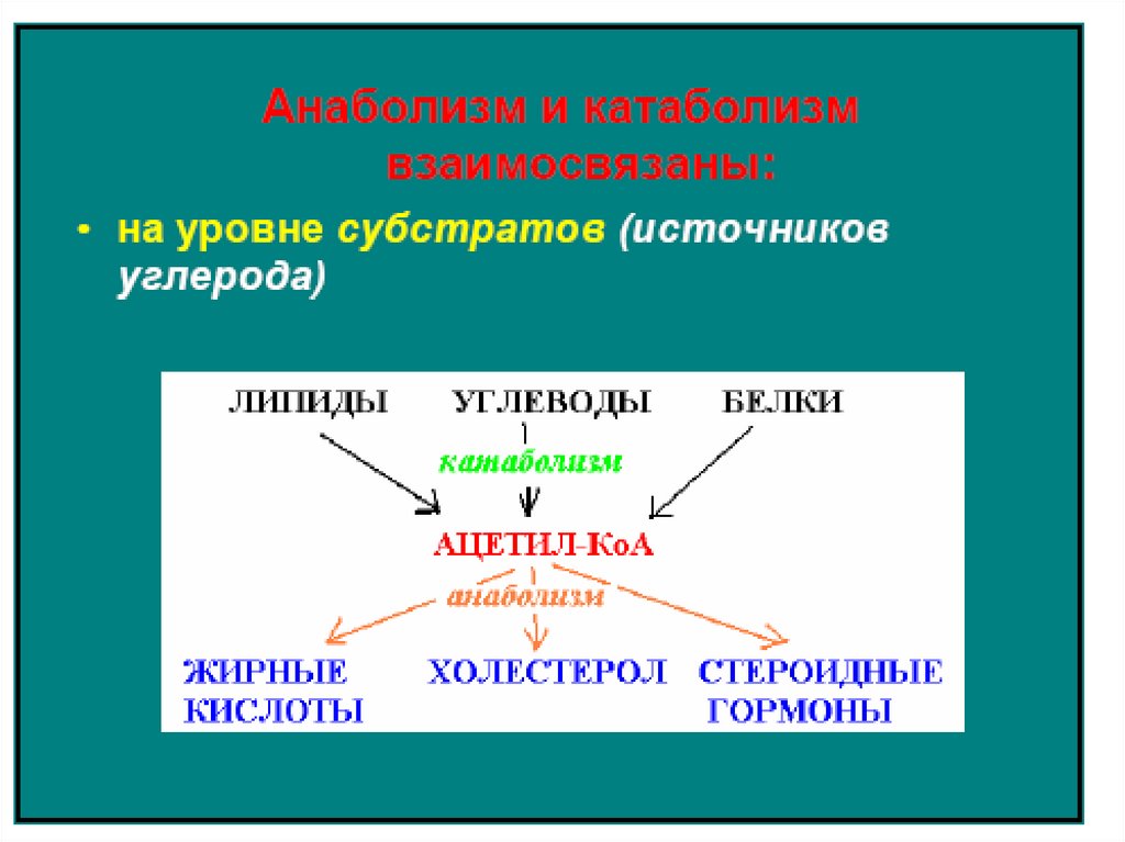 Катаболизм и энергетические процессы. Метаболизм катаболизм и анаболизм. Процессы анаболизма. Процессы катаболизма. Взаимосвязь процессов катаболизма и анаболизма.