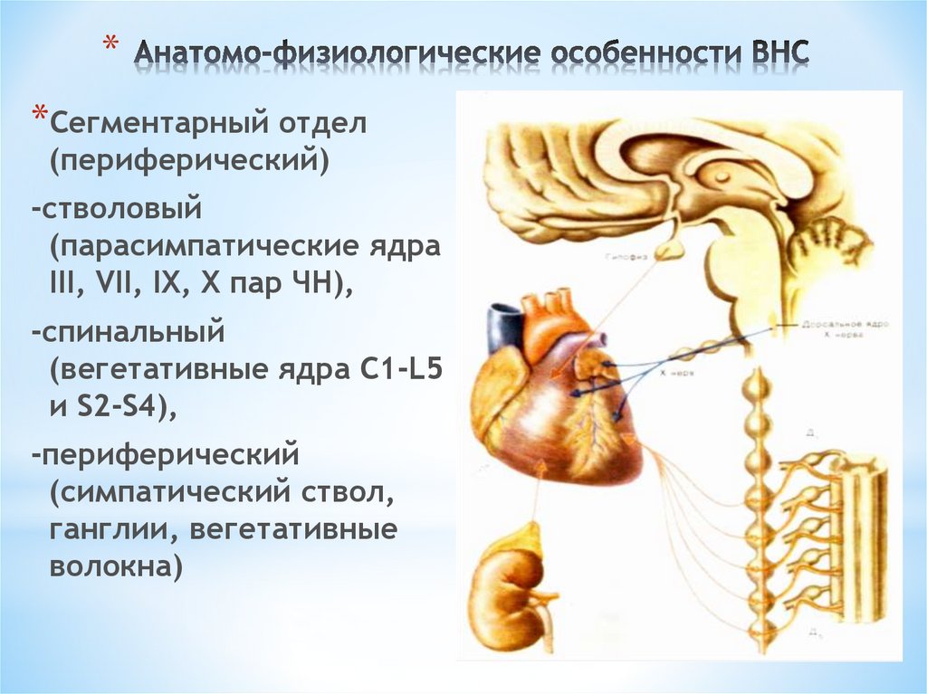 Анатомо физиологические механизмы. Особенности вегетативной нервной системы. Физиологические особенности ВНС. Афо вегетативной нервной системы. Анатомо-физиологические особенности.
