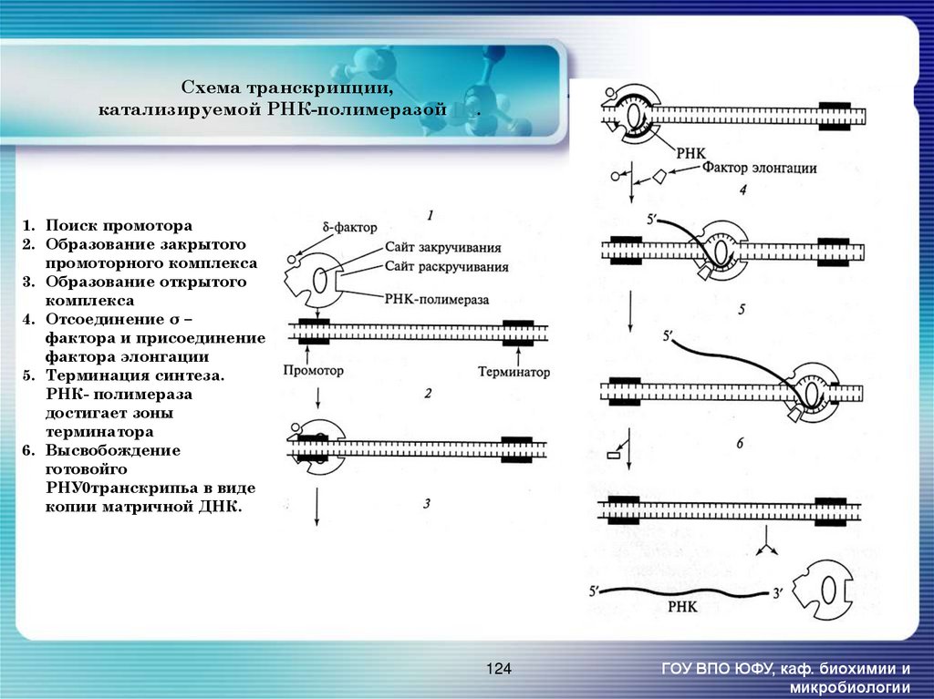 Создание транскрипции. Схема процесса транскрипции. Процесс транскрипции в биологии схема. Транскрипция РНК схема. РНК полимераза 1 транскрипция.