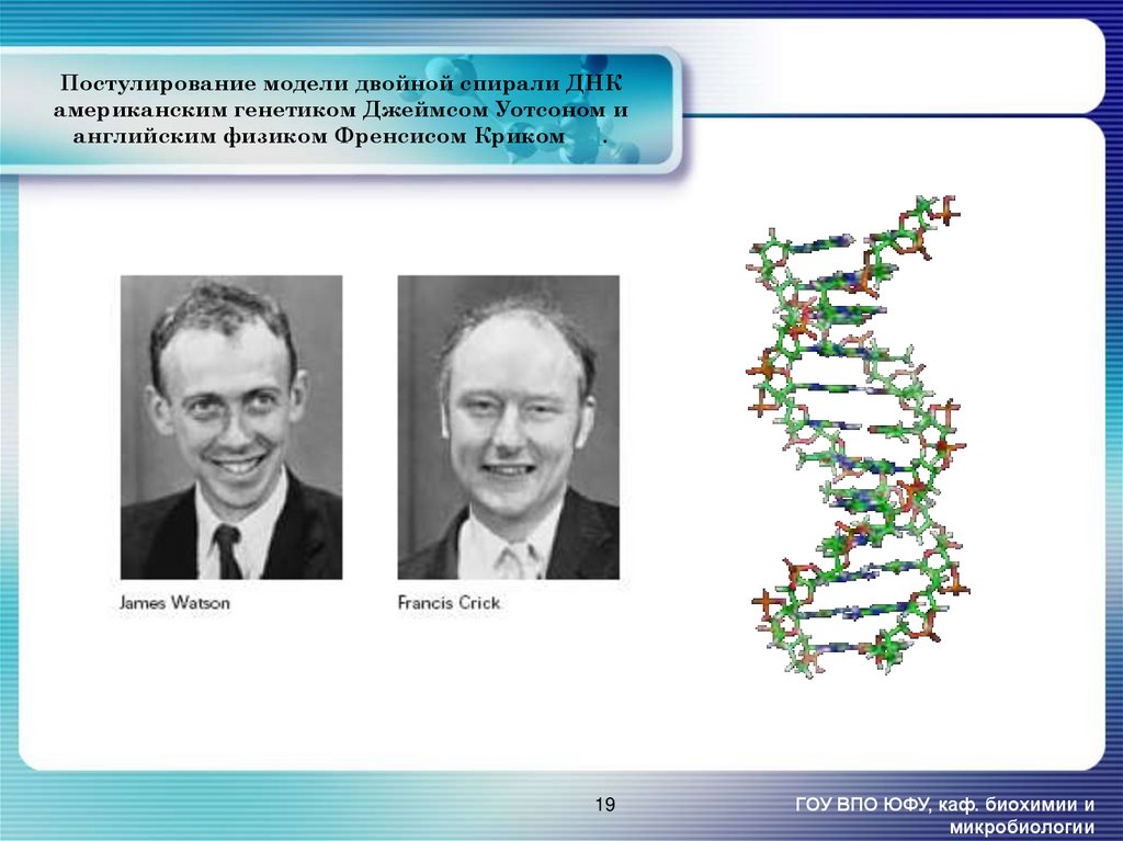 Открытые структуры днк. Дж Уотсон ДНК. Структура ДНК 1953. Модель ДНК Уотсона и крика.