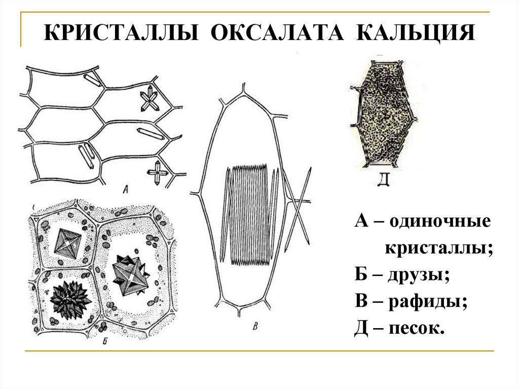 Как нарисовать оксалата