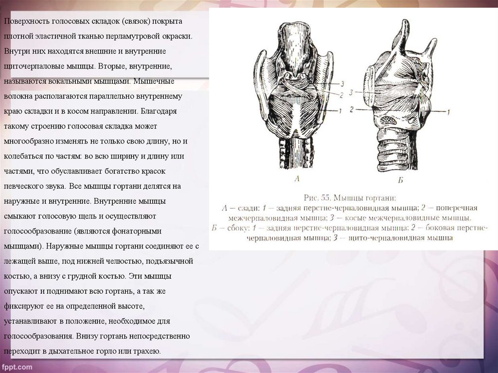 Находиться внешний. Какие мышцы гортани являются фонаторными.