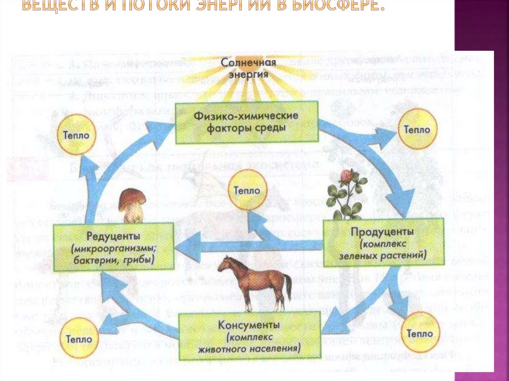 Круговорот это в биологии. Круговорот веществ и поток энергии в биосфере. Биосфера круговорот веществ в биосфере. Схема биологического круговорота веществ и превращение. Биологический круговорот веществ в биосфере.