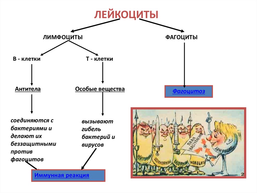 Внутренняя среда организма кровеносная система