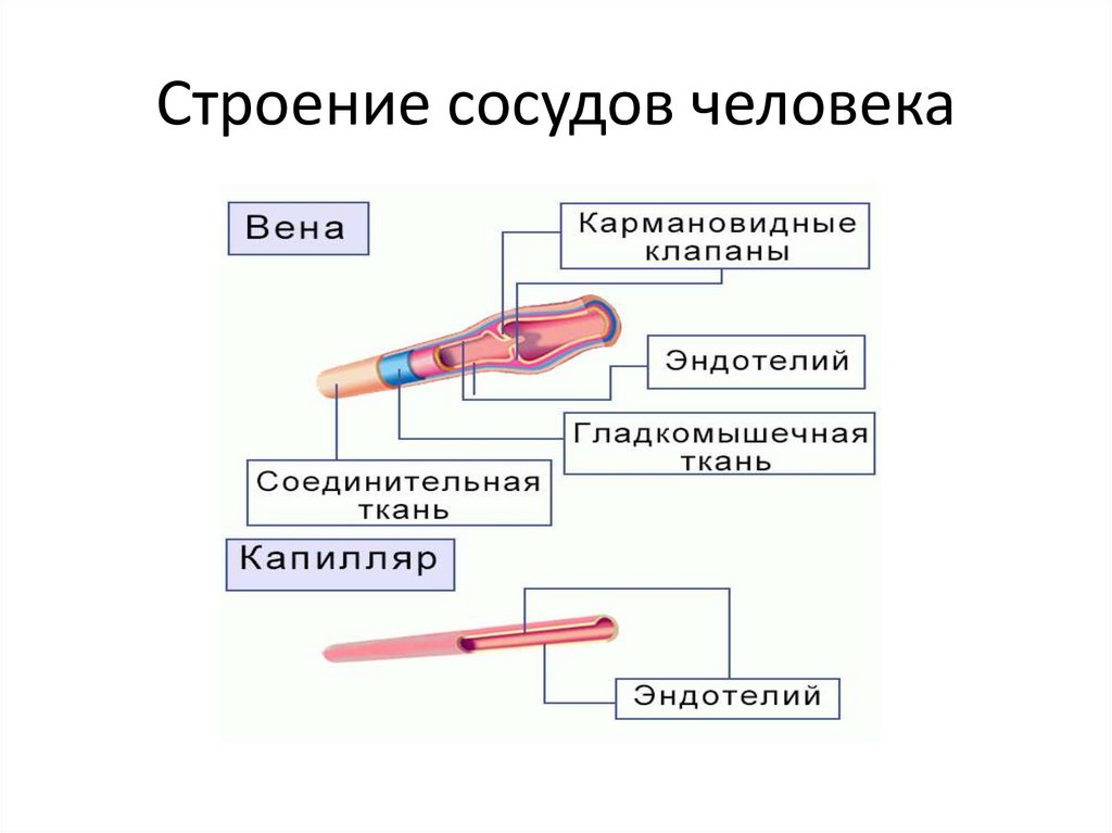 Строение сосудов