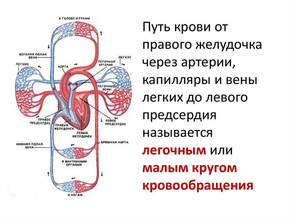 Дыхание и среда организма