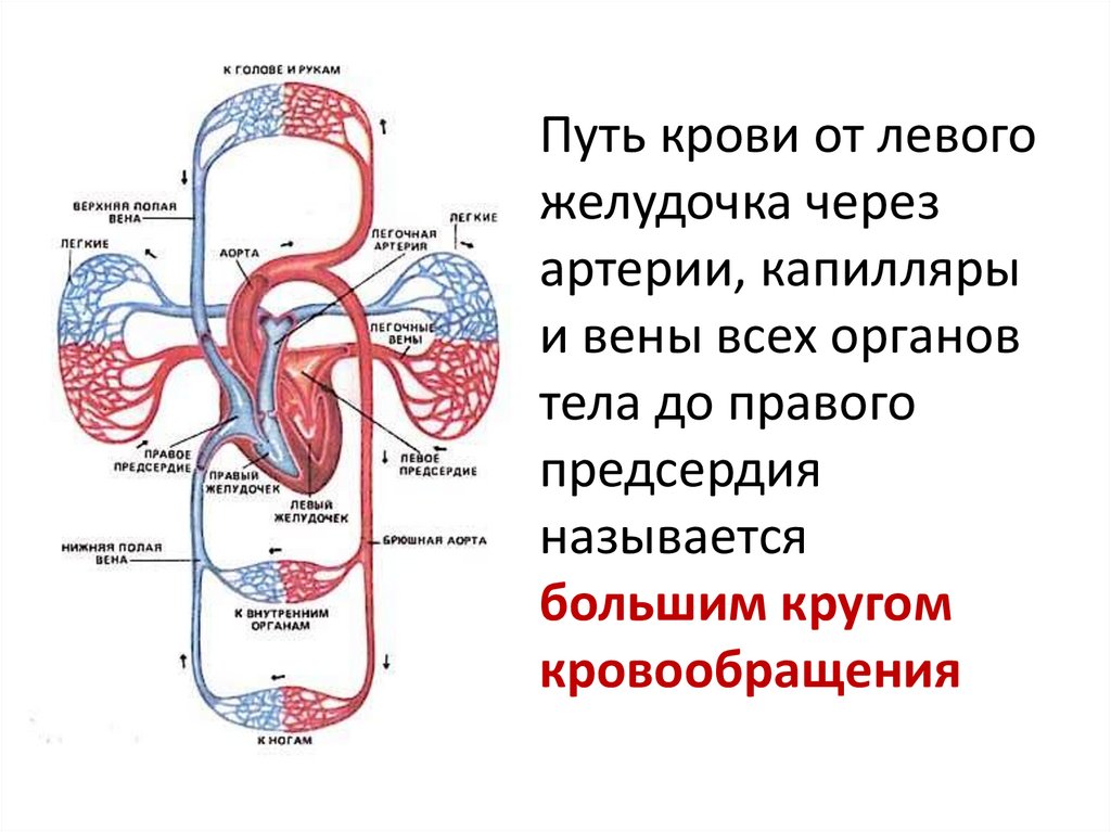 Кровеносная система сердце вены артерии капилляры