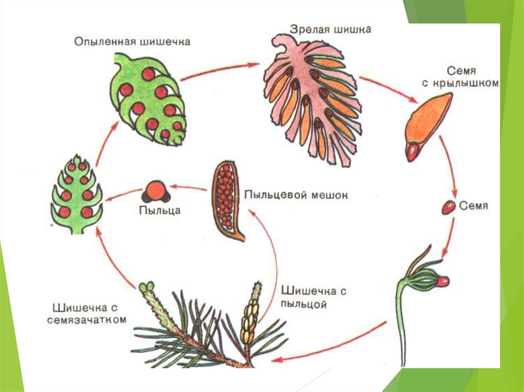 Презентация размножение голосеменных