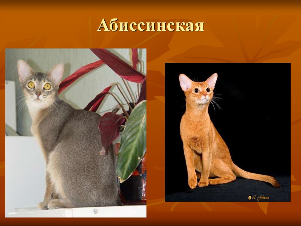 Абиссинская