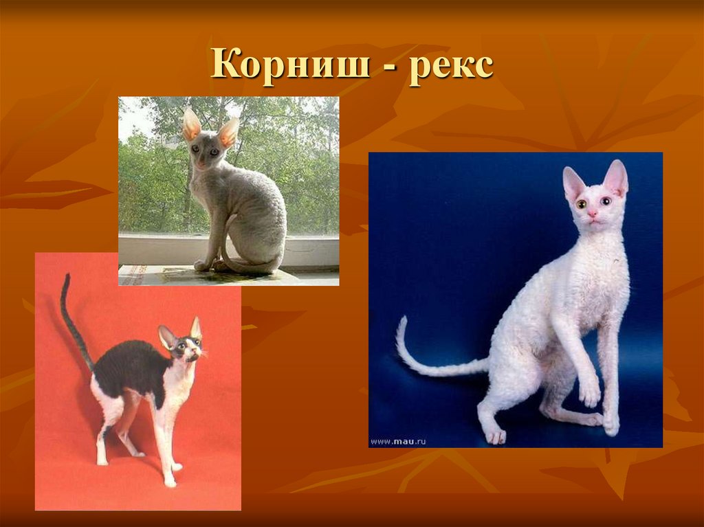 Корниш - рекс