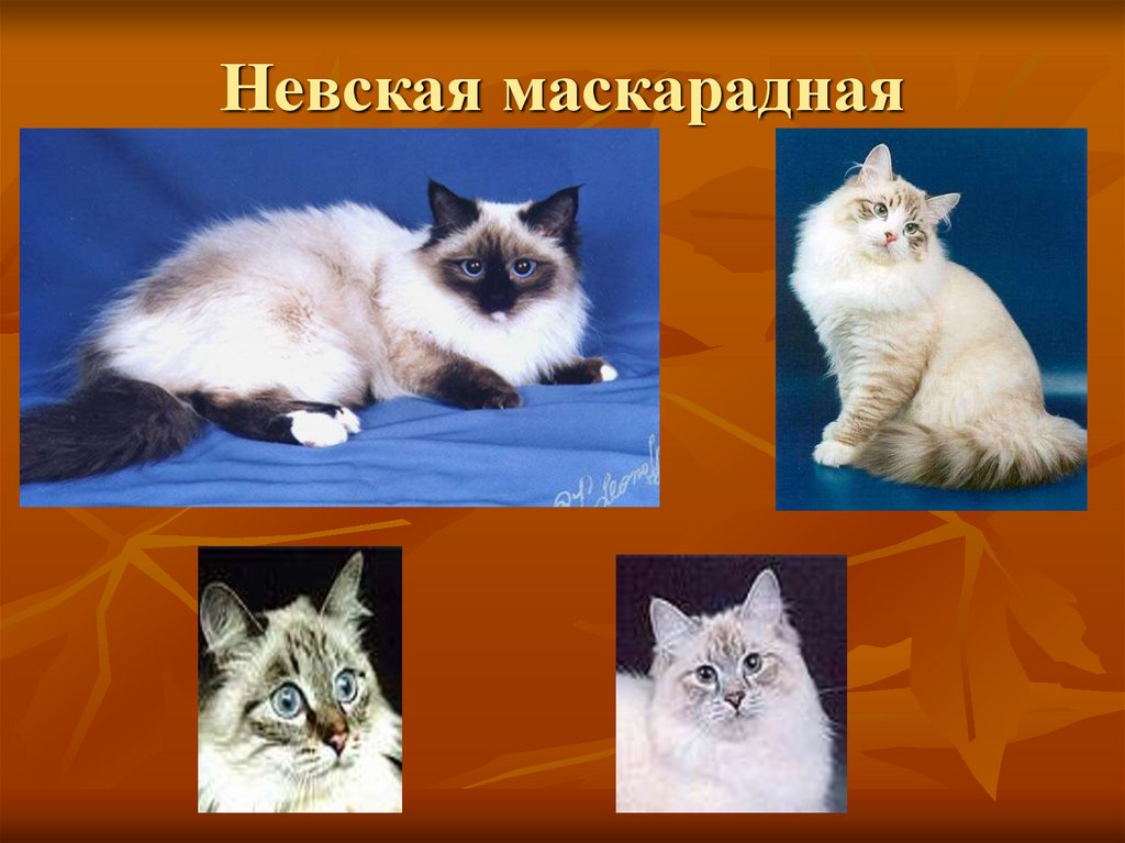 Невская маскарадная