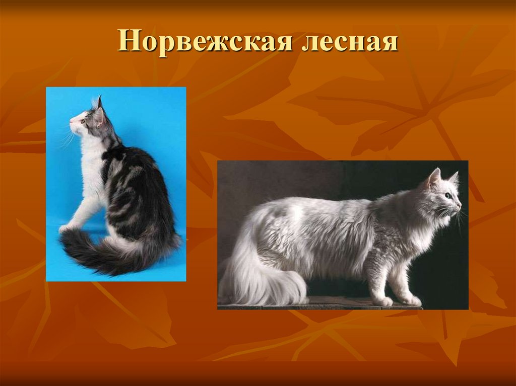 Норвежская лесная