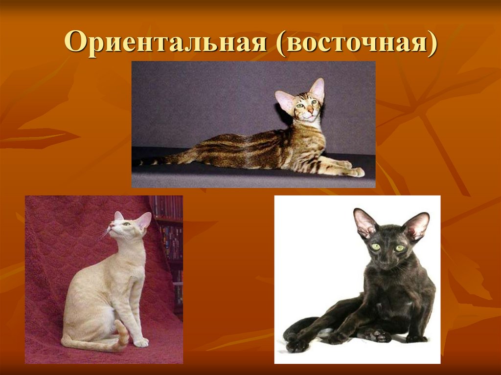 Рассмотрите фотографию кошки породы ориентальная и выполните