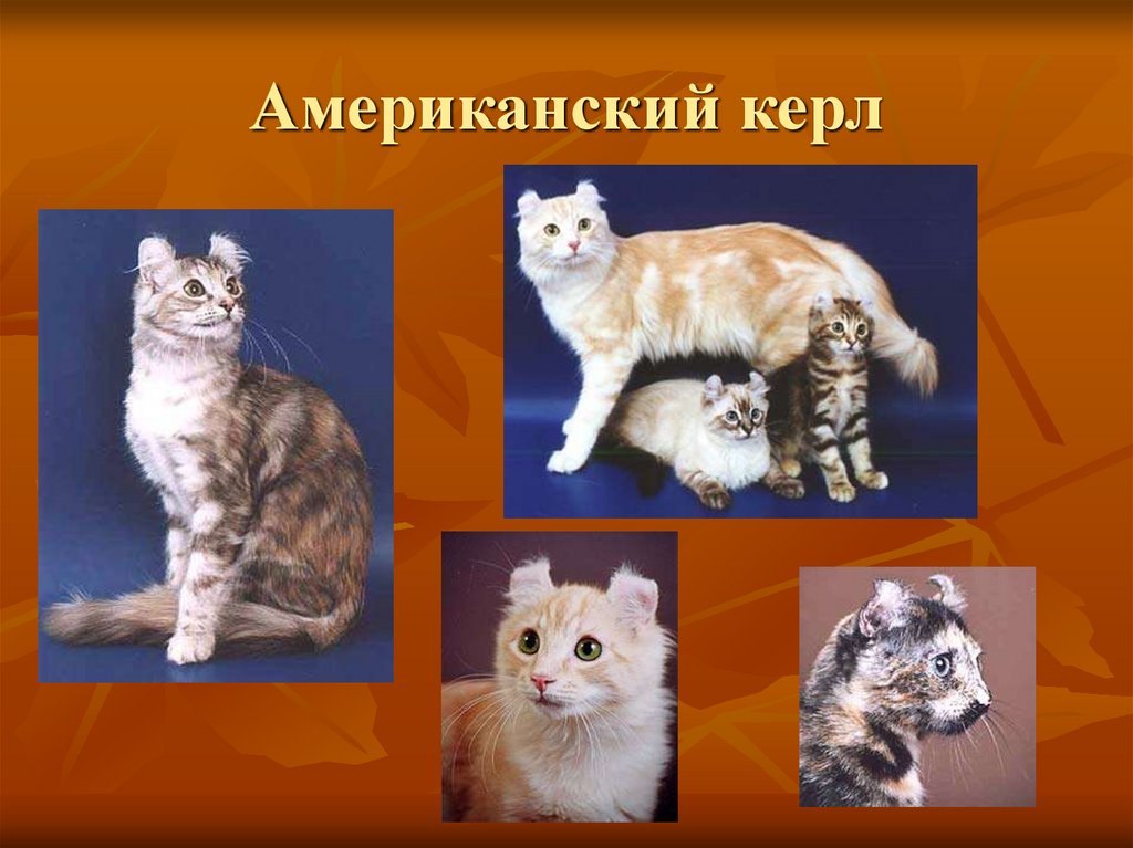 Американский керл