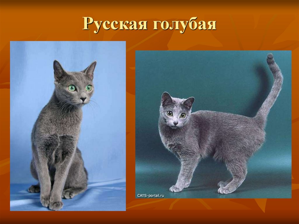 Русская голубая