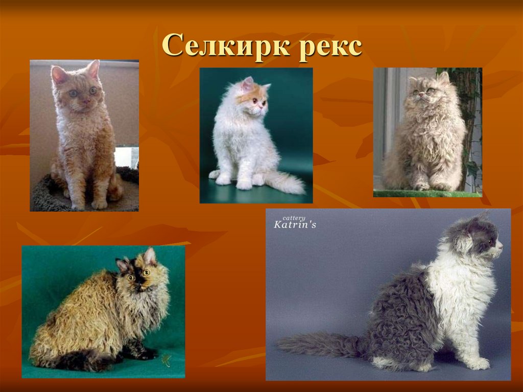 Селкирк рекс