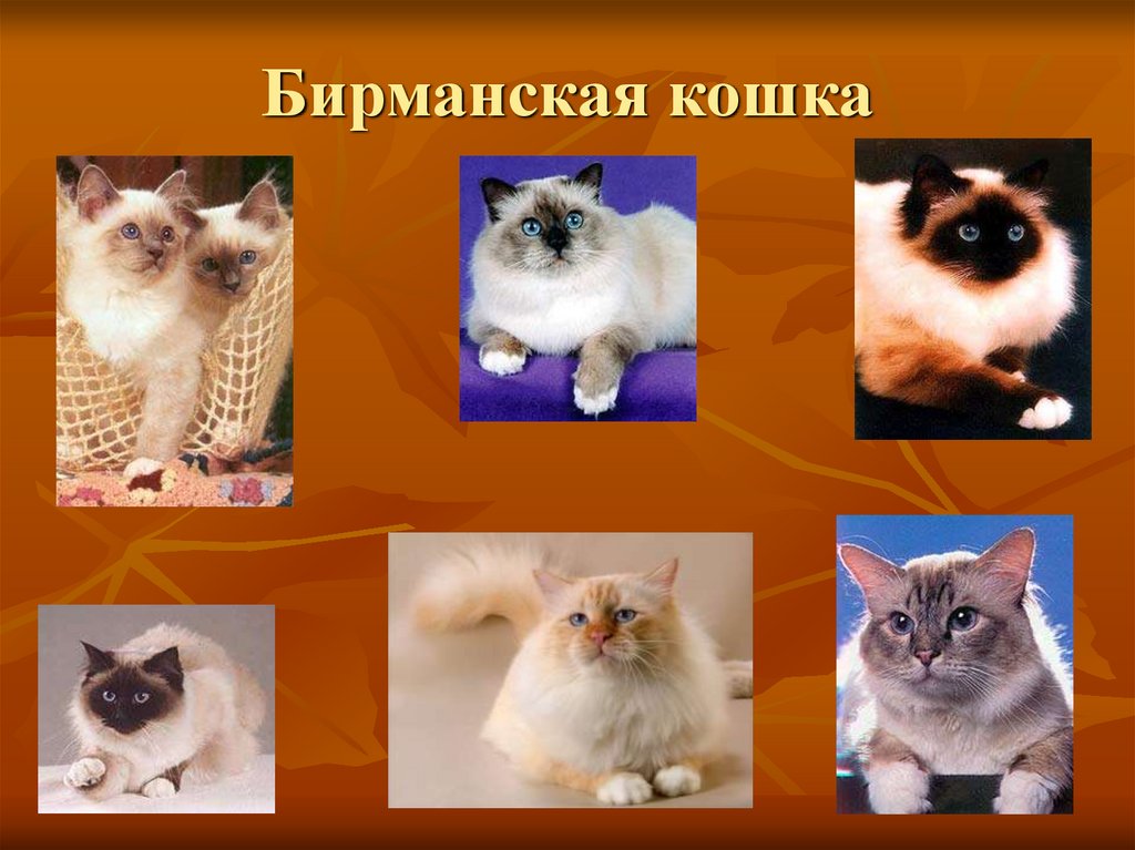 Бирманская кошка