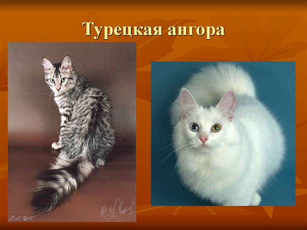 Турецкая ангора