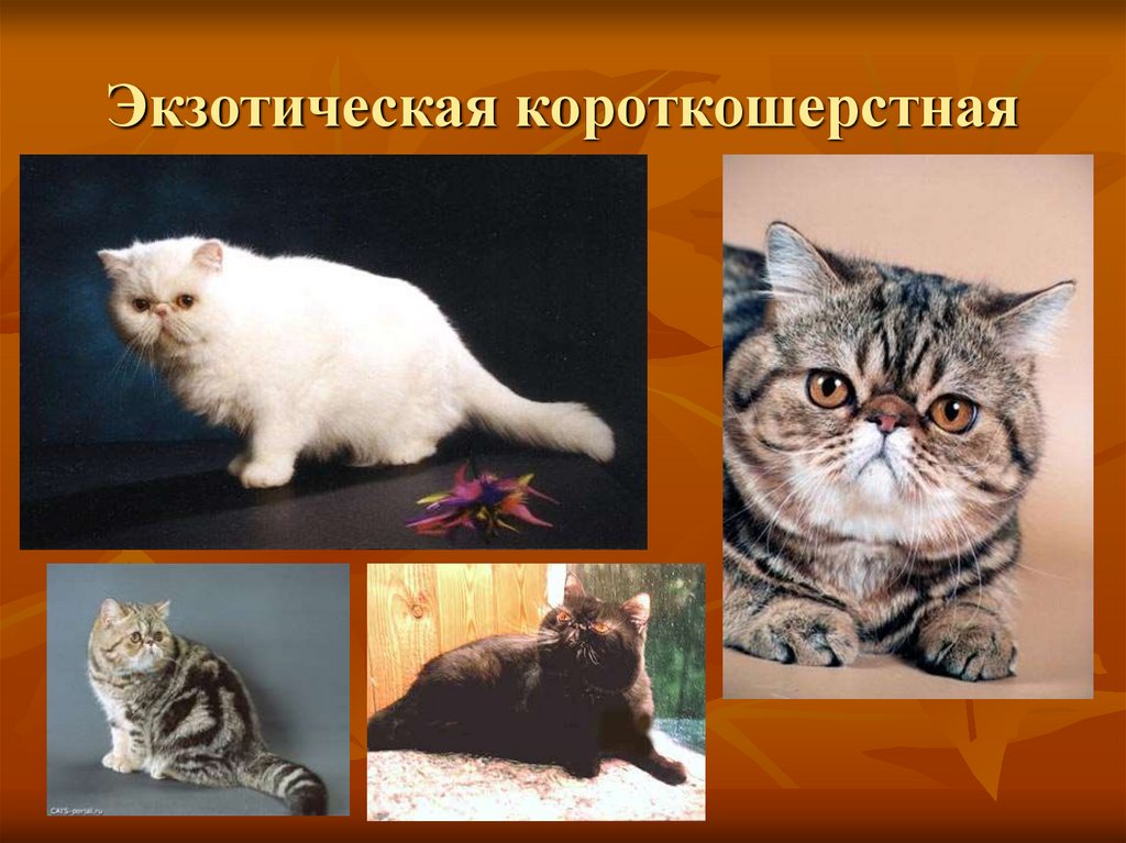 Экзотическая короткошерстная