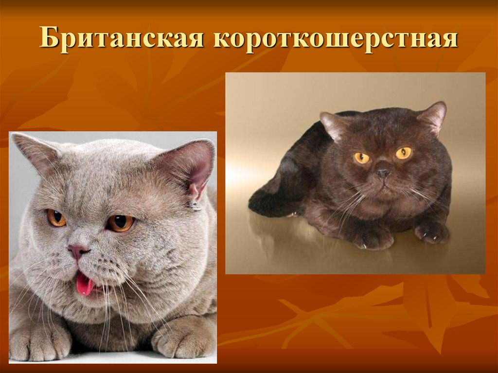 Британская короткошерстная