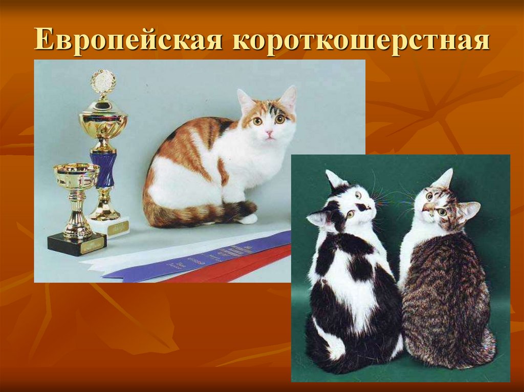 Европейская короткошерстная