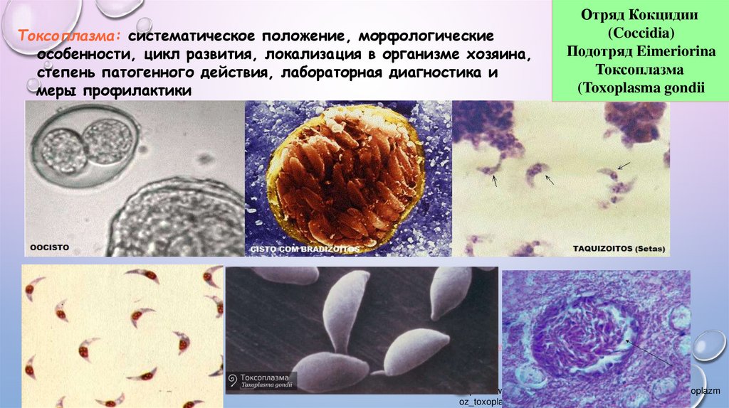 Систематика токсоплазмы. Морфологические свойства токсоплазмы. Систематическое положение токсоплазмы. Споровики болезни.