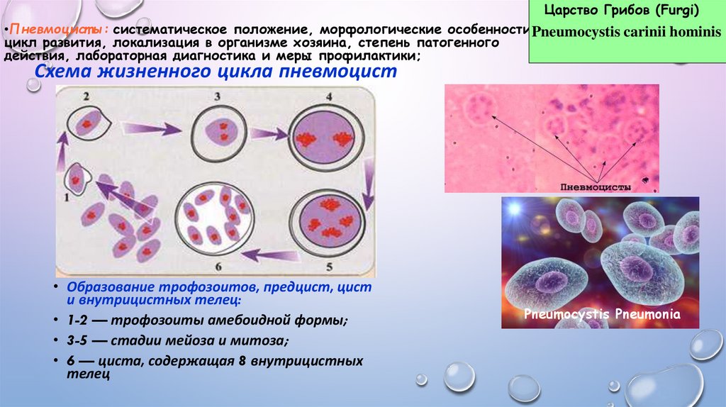 жизненный цикл малярийного плазмодия схема - Google Drive