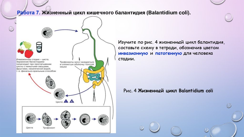 Циста жизненный цикл. Цикл развития балантидия кишечного. Жизненный цикл балантидия кишечного. ЖЦ балантидия. Жизненный цикл балантидия.