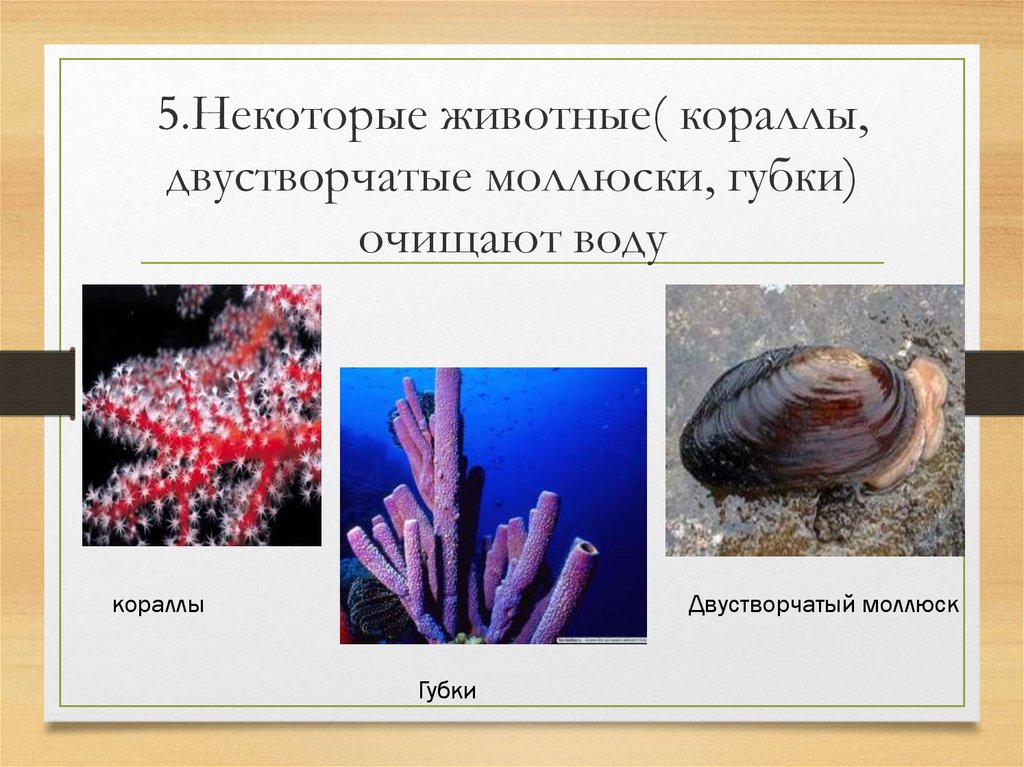 Губки моллюски. Какие животные очищают воду. Животные водоема моллюски. Как животные очищают водоемы. Кораллы и моллюски.