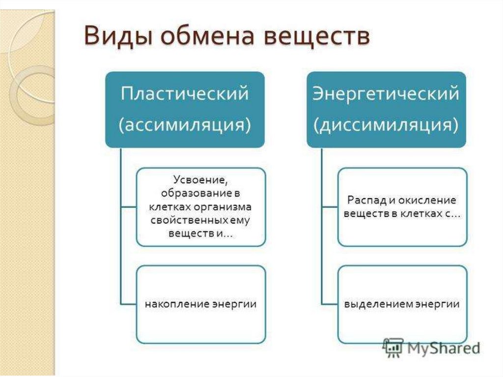 Типы метаболизма. Виды обмена веществ в клетке. Вид обмена веществ пластический и энергетический. Аиди обмена пластический. Виды энергетического обмена.